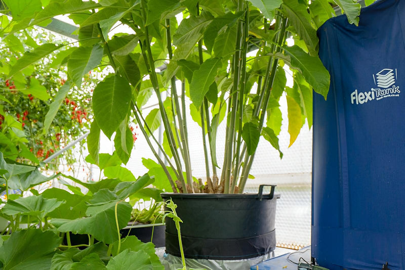 Autopot 4 Pot Self Watering Systems - AutoPot - Happy Hydro