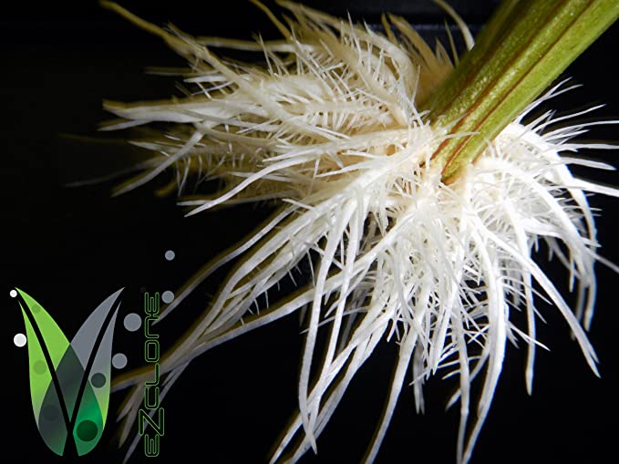 EZclone 16 Low Pro クローニングシステム ブラック 植物 Ez-Clone Low Pro Black 16 Site Cloning System